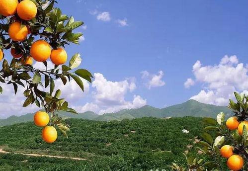 又是硕果满园时，如何慧眼识奇味？​​臻选上品初级农产品指南