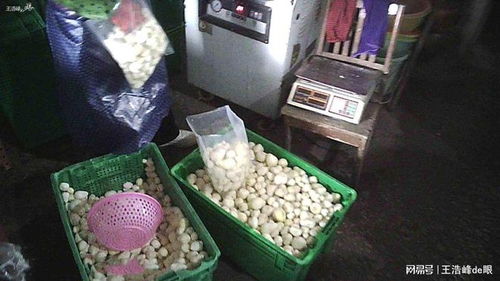年关武汉市场药水漂白芋头危机 初级农产品安全告急