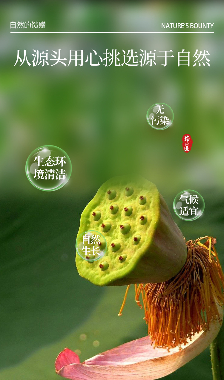 莲子须的药用价值与市场实用指南